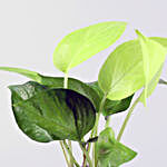 Money Plant 3D Planter and Tealight Diyas