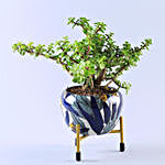 Jade Plant in Blue Enamle Leaves Printed Pot With Stand