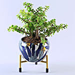 Jade Plant in Blue Enamle Leaves Printed Pot With Stand