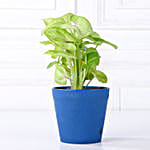 Grand 5 Green House Plant Set