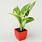 Grand 5 Green House Plant Set