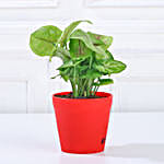 Money, Jade & Syngonium Plant Set