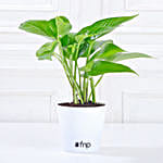 Money, Jade & Syngonium Plant Set
