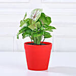 Money, Jade & Syngonium Plant Set