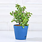 Money, Jade & Syngonium Plant Set