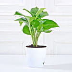 Money, Jade & Syngonium Plant Set