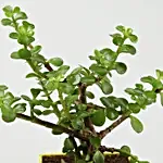 Money, Jade & Syngonium Plant Set