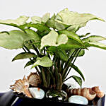 Syngonium Plant In Birthday Antiquity Bottle Planter