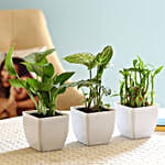 Leafy Lucky Plants Combo