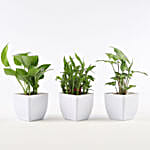 Leafy Lucky Plants Combo