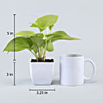 Leafy Lucky Plants Combo