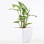 Leafy Lucky Plants Combo