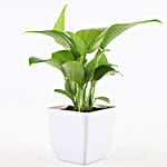 Leafy Lucky Plants Combo