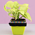 Neon Money Plant in Green Square Pot with Boho Lace