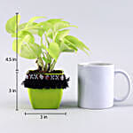 Neon Money Plant in Green Square Pot with Boho Lace