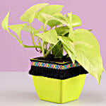 Neon Money Plant in Green Square Pot with Boho Lace