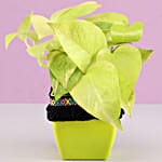 Neon Money Plant in Green Square Pot with Boho Lace