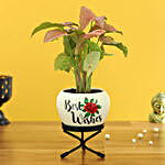 Pink Syngonium Plant In Best Wishes Metal Pot