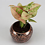 Pink Syngonium Plant In Embroidery Print Pot
