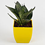 Snakeskin Sansevieria Plant in Imported Plastic Pot