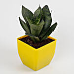 Snakeskin Sansevieria Plant in Imported Plastic Pot