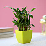 Two Layer Lucky Bamboo In Green Melamine Pot