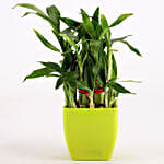 Two Layer Lucky Bamboo In Green Melamine Pot