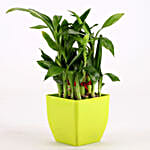 Two Layer Lucky Bamboo In Green Melamine Pot