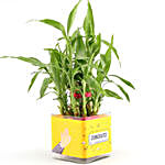 Two Layer Lucky Bamboo Plant For Congratulations
