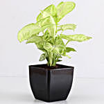 Air Purifying Syngonium Plant In Black Pot