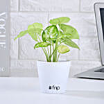 Air Purifying Syngonium Plant In Green Pot