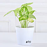 Air Purifying Syngonium Plant In Green Pot