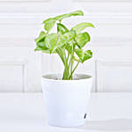 Air Purifying Syngonium Plant In Green Pot