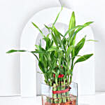 Bringing Good Luck 2 Layer Bamboo Plant