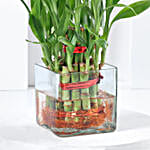 Bringing Good Luck 2 Layer Bamboo Plant