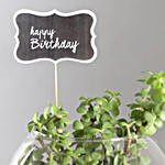 Happy Birthday Jade Plant Terrarium