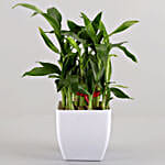 Two layer Bamboo Plant Standard