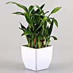 Two layer Bamboo Plant Standard