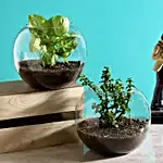 Jade & Syngonium Plant Terrarium Set