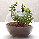 Jade & Syngonium Plant Terrarium Set