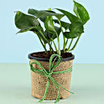 Money Plant Lucky Greetings