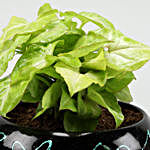 Syngonium & Jade Plant Combo In Embroidered Metal Pot
