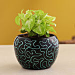 Syngonium Plant In Black Enamel Print Pot