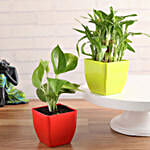 Two Layer Lucky Bamboo & Money Plant Combo