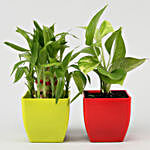 Two Layer Lucky Bamboo & Money Plant Combo