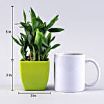 Two Layer Lucky Bamboo & Money Plant Combo