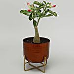 Adenium Desert Rose Plant In Hammered Pot