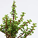 Jade Plant In Happy New Year Glass Vase