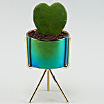 Hoya Plant Blue Shiny Vase With Stand