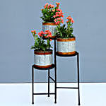 Kalanchoe Plant Set With Metal Stand